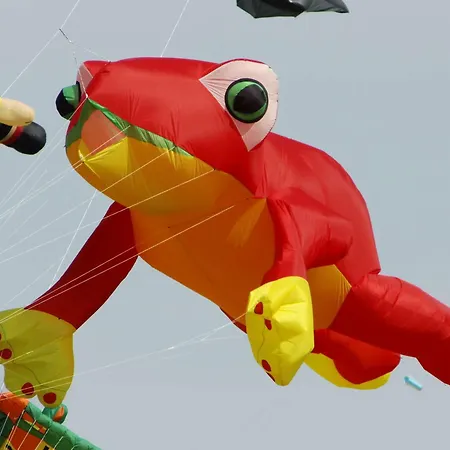 Korthals 41 Schillig