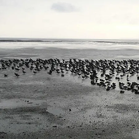 Korthals 41 * Schillig