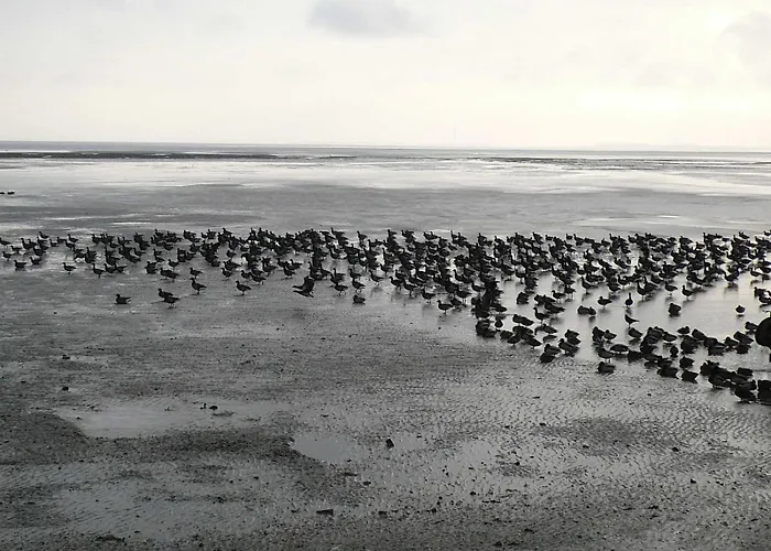 Korthals 41 * Schillig